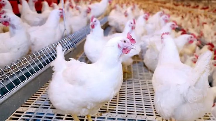 أسعار الفراخ والبيض اليوم الأحد 18 مايو 2025.. تعرف على آخر التحديثات في السوق